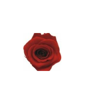ROSA ETERNA 55CM ROJO EP