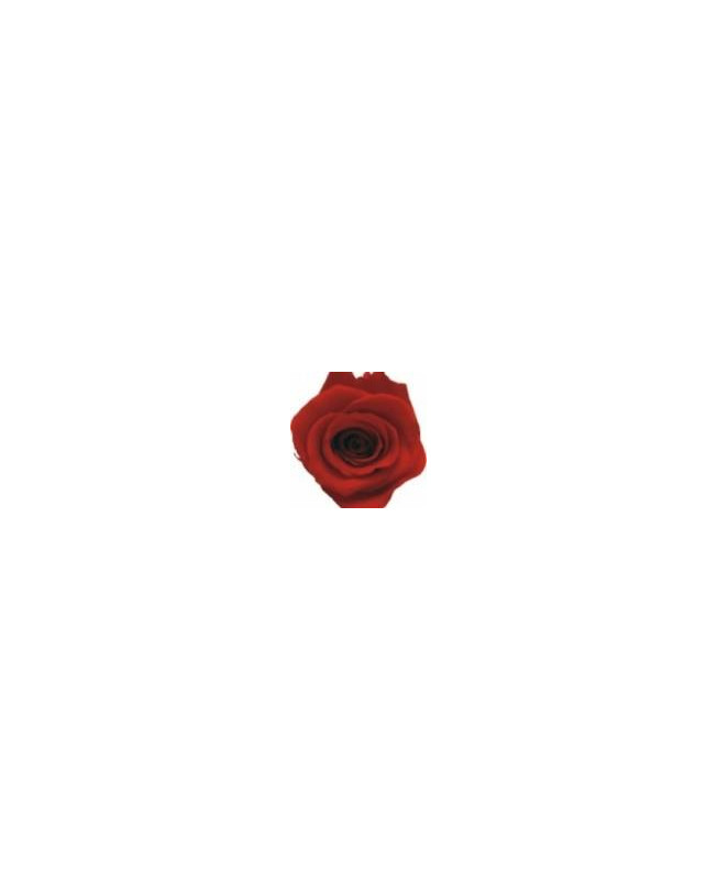 ROSA ETERNA 55CM ROJO EP
